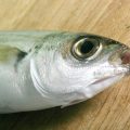 Louisiana Fishing Laws: Navigating Freshwater and Saltwater License Types