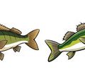 Best High-End Fishing Rods for Serious Anglers
