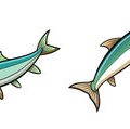 Cross-Cultural Ethics and Legal Compliance Among Immigrant Anglers