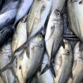 Tackle Box Organization for Saltwater Fishing: Gear, Tools & Storage Hacks