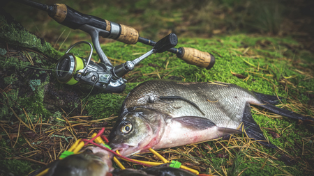 Seasonal Restrictions and Closures: Understanding When and Where Fishing Is Banned