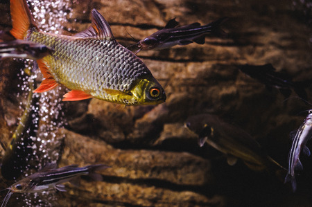 The Science Behind Sonar: Underwater Sound Waves and Fish Detection Explained