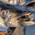 From Hook to Release: A Timeline of Ethical Decision-Making