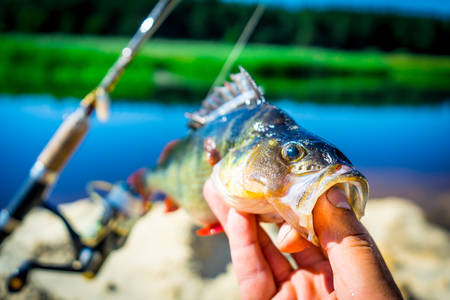 Essential Gear for Fly Fishing in Fall: Rods, Reels, and More
