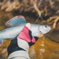The Best Beginner-Friendly Fishing Spots Across the United States