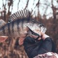 Top Water Baitcasting Strategies for Catching Largemouth Bass