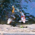 Understanding CHIRP Sonar: How It Works and Why It Matters in Finding More Fish