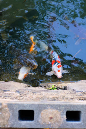 Understanding CHIRP Sonar: How It Works and Why It Matters in Finding More Fish