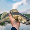 The History and Cultural Significance of Walleye Fishing in America