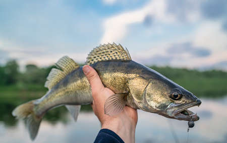 The History and Cultural Significance of Walleye Fishing in America