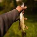 Best Practices for Reviving Fish Before Release
