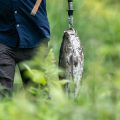 The Influence of Aquatic Vegetation on Fish Behavior and Ambush Zones