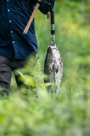 The Influence of Aquatic Vegetation on Fish Behavior and Ambush Zones
