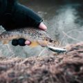 Understanding the Life Cycle and Behavior of Rainbow, Brook, and Brown Trout