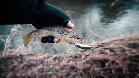 Understanding the Life Cycle and Behavior of Rainbow, Brook, and Brown Trout